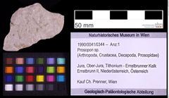 Foto (Objekt + Etiketten) von Prosopon sp. (NHMW-GEO-1990-0041-0344)